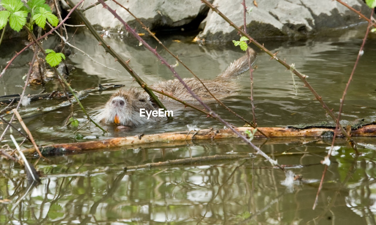 HIGH ANGLE VIEW OF A DUCK IN A LAKE