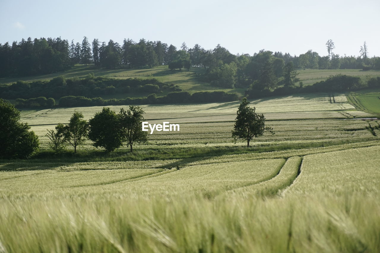 Scenic view of agricultural field against sky