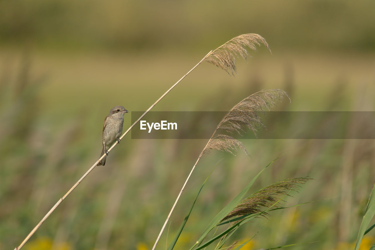 grass, prairie, plant, animal themes, animal, animal wildlife, grassland, nature, wildlife, focus on foreground, bird, meadow, field, no people, one animal, beauty in nature, green, growth, land, outdoors, cereal plant, crop, close-up, day, selective focus, flower, agriculture, rural scene, landscape, environment