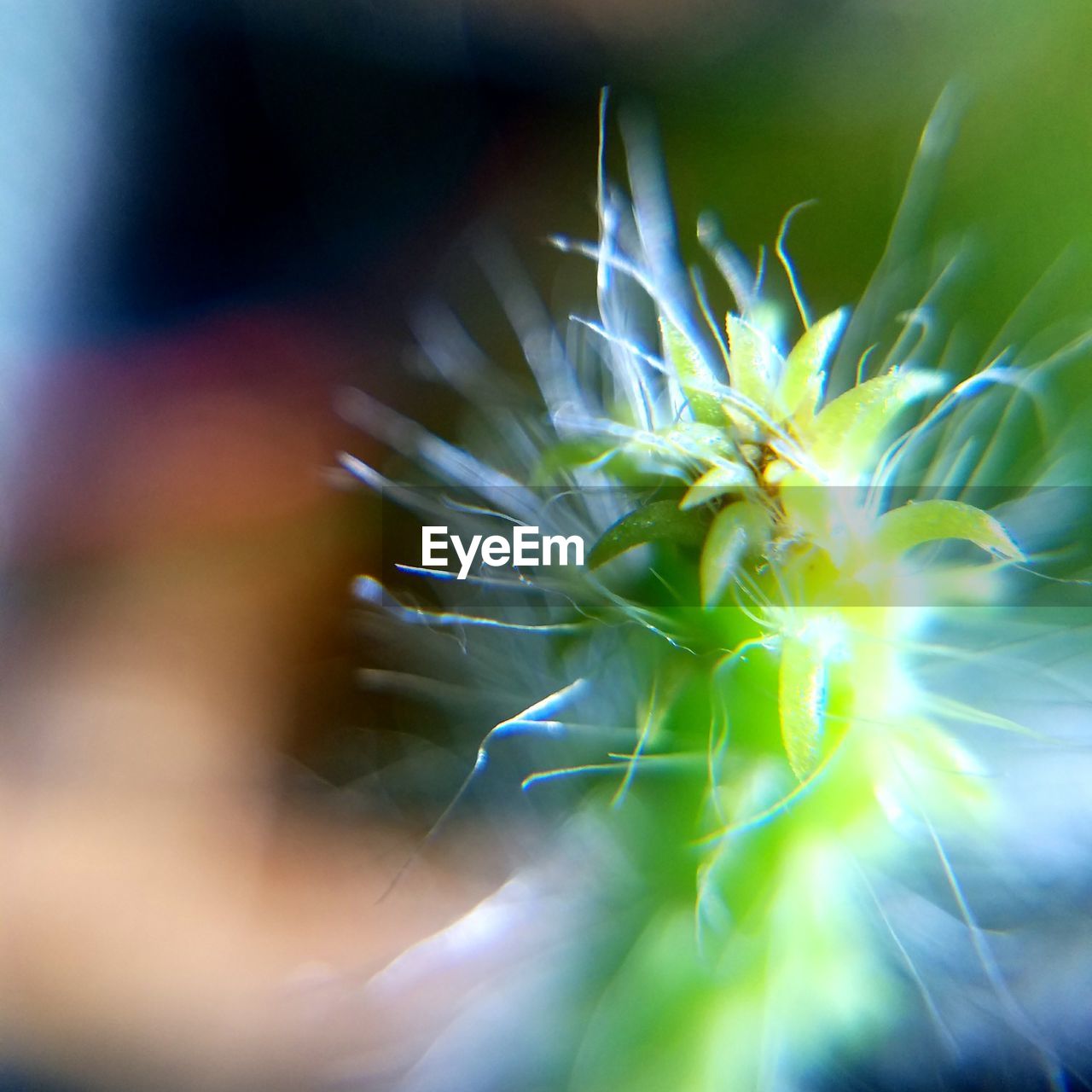 CLOSE-UP OF DANDELION FLOWER