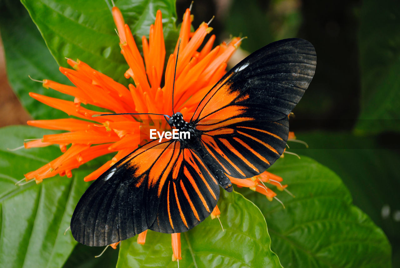 Doris longwing butterfly latin name heliconius doris