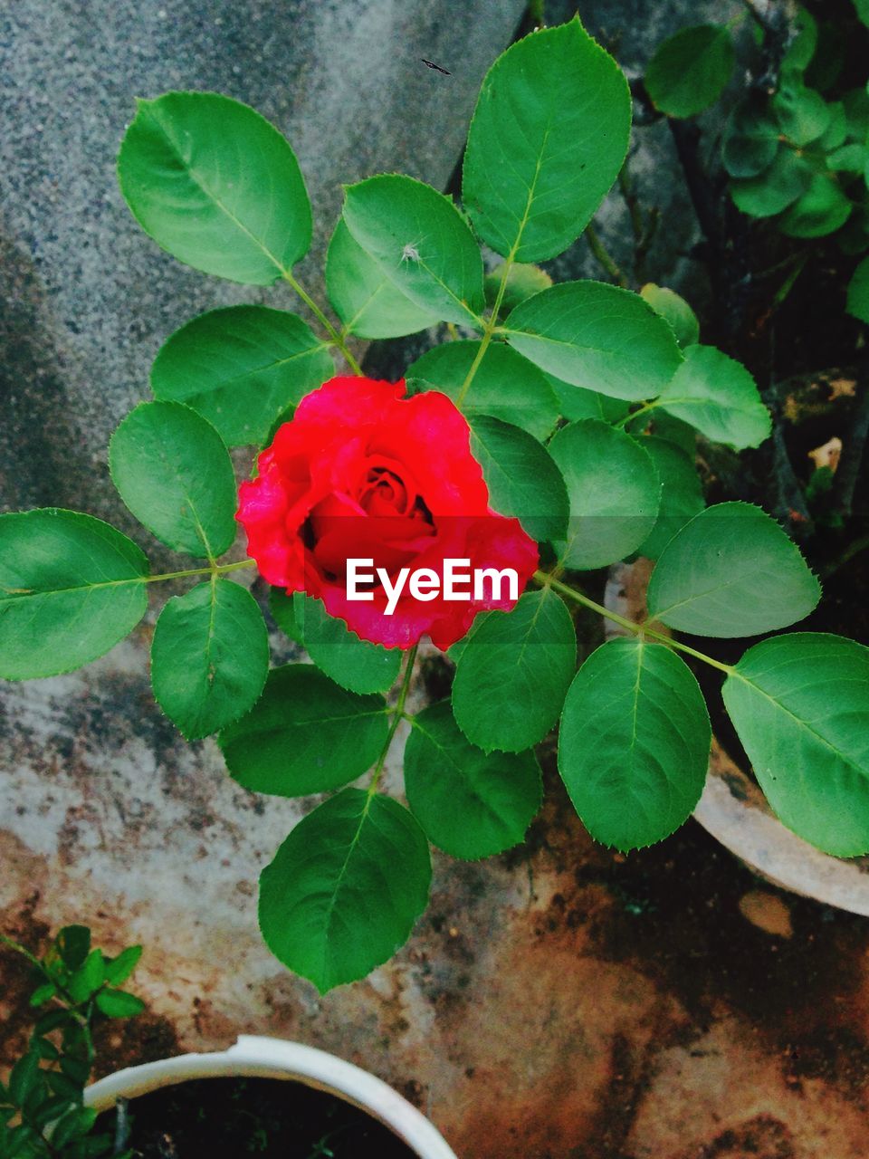 High angle view of red rose and leaves