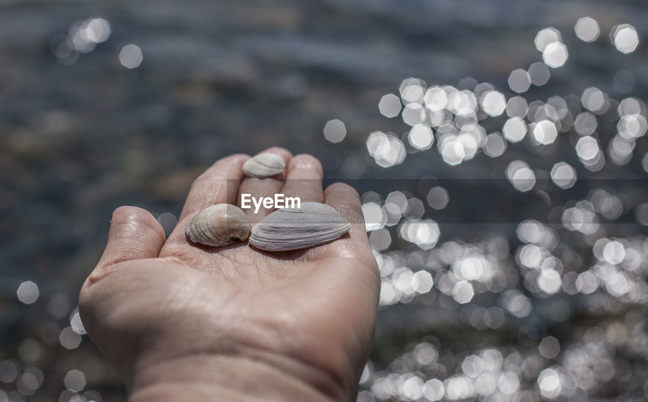 Midsection of person holding seashells 