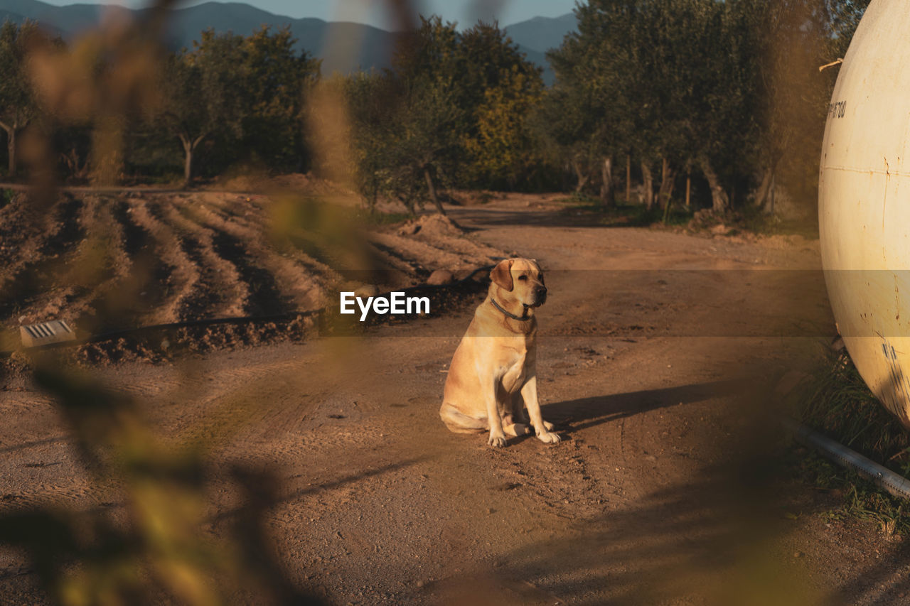 Dog on a farm road amidst trees