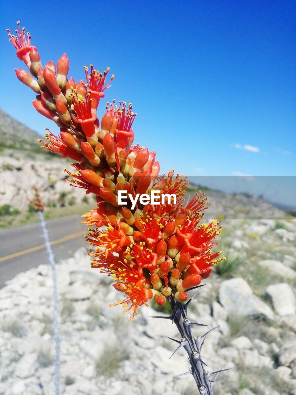 Close-up of red flowers growing on plant