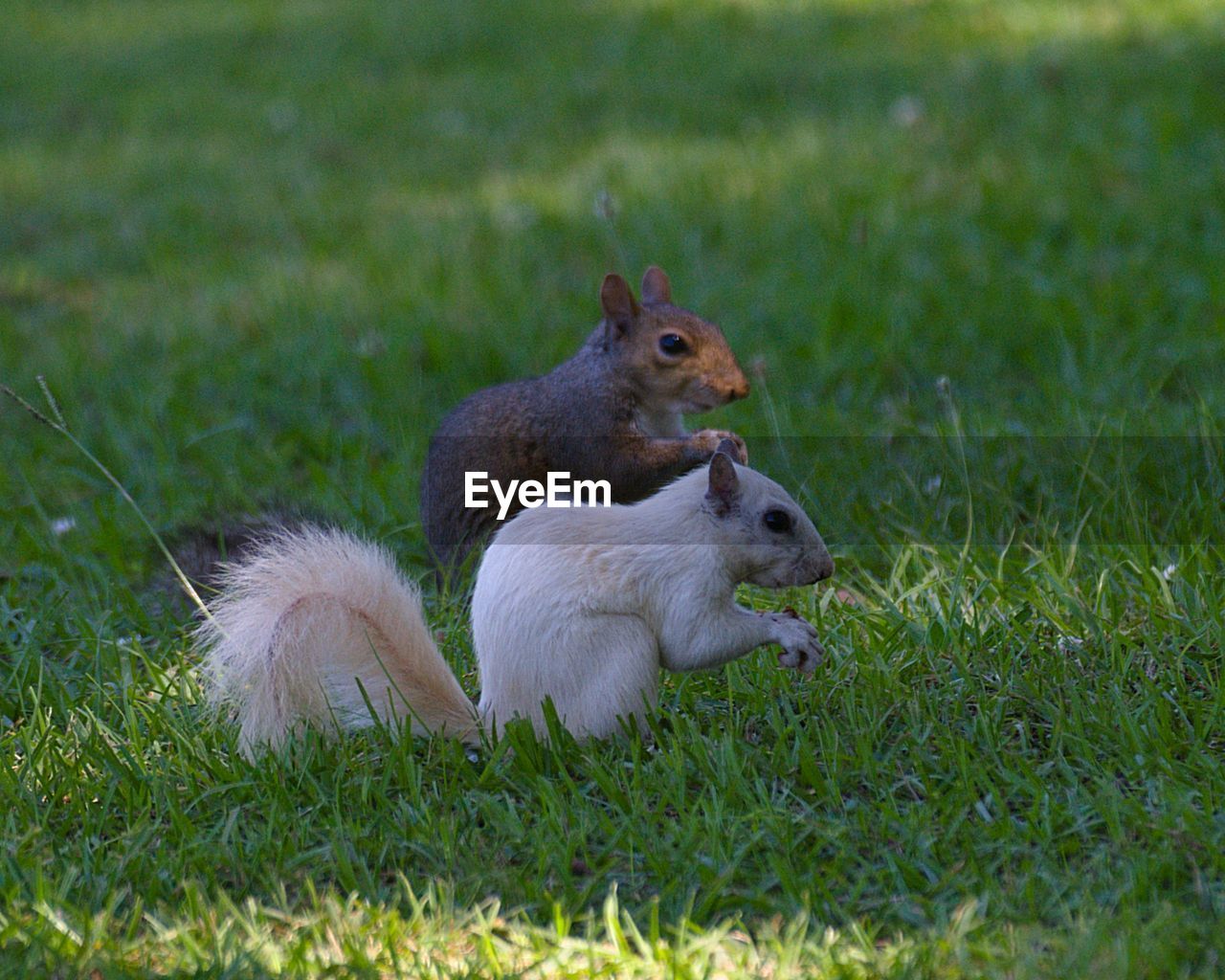 White squirrels in field