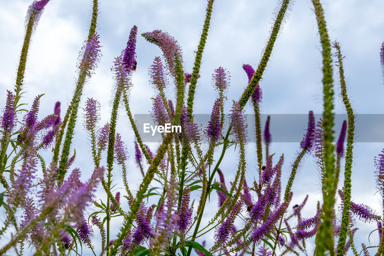 Close-up of veronica longifolia meadow medicinal plant. nature, environment concept. 