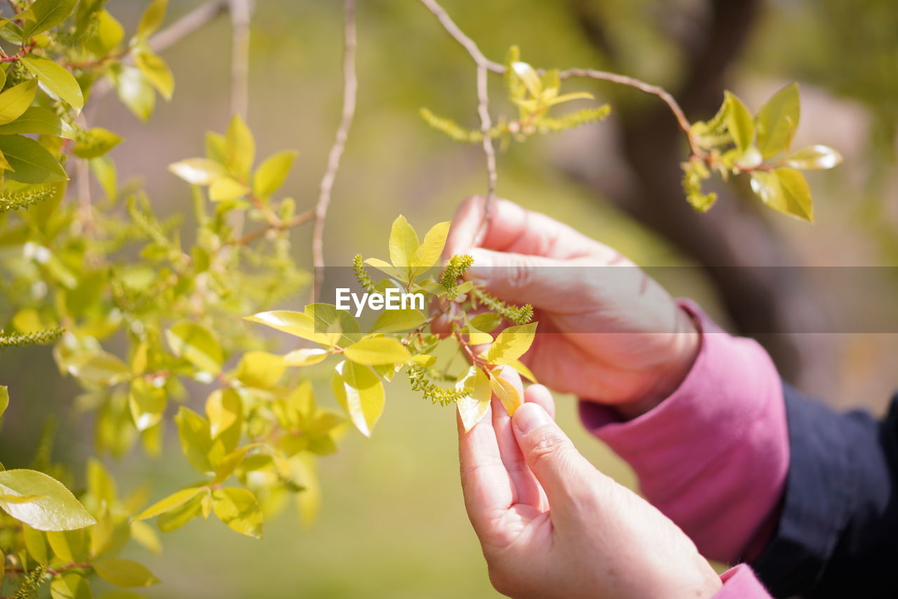 Close-up of hand holding flowering plant