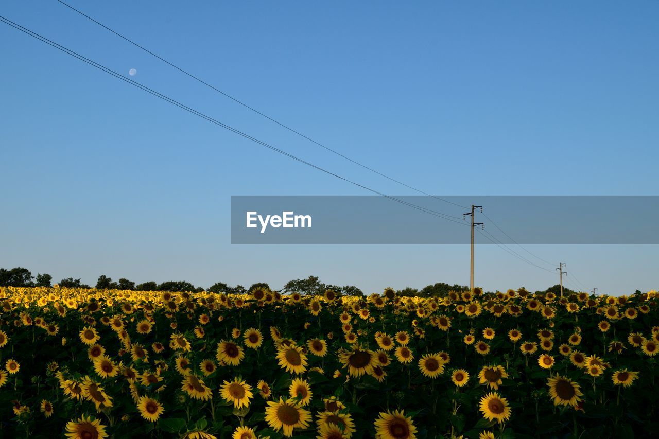 SUNFLOWERS BLOOMING ON FIELD AGAINST CLEAR SKY