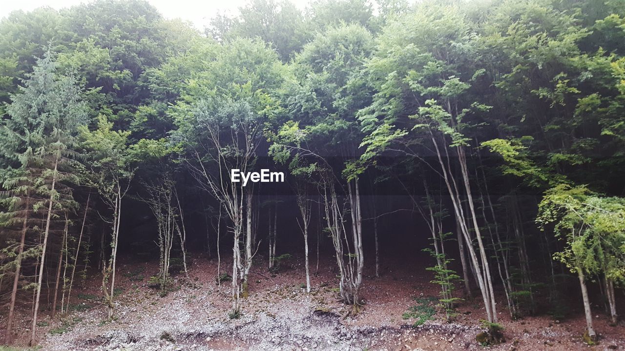 TREES IN FOREST