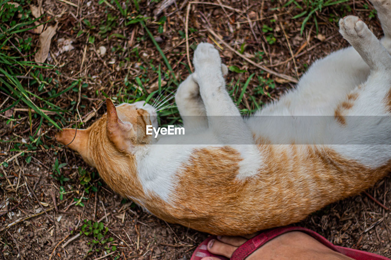 CLOSE-UP OF CAT SLEEPING