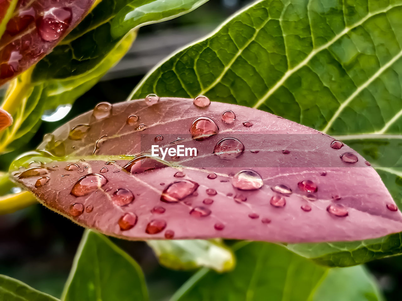 Rain drops on red leaves