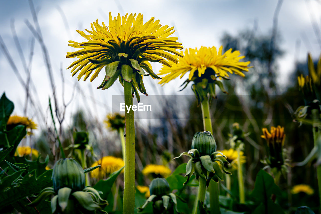 flower, flowering plant, plant, nature, freshness, yellow, beauty in nature, growth, field, sky, meadow, flower head, close-up, fragility, cloud, grass, green, landscape, inflorescence, sunlight, no people, petal, macro photography, focus on foreground, land, environment, springtime, rural scene, summer, outdoors, botany, prairie, wildflower, blossom, plant stem, day, plant part, vibrant color, multi colored, leaf, non-urban scene, agriculture