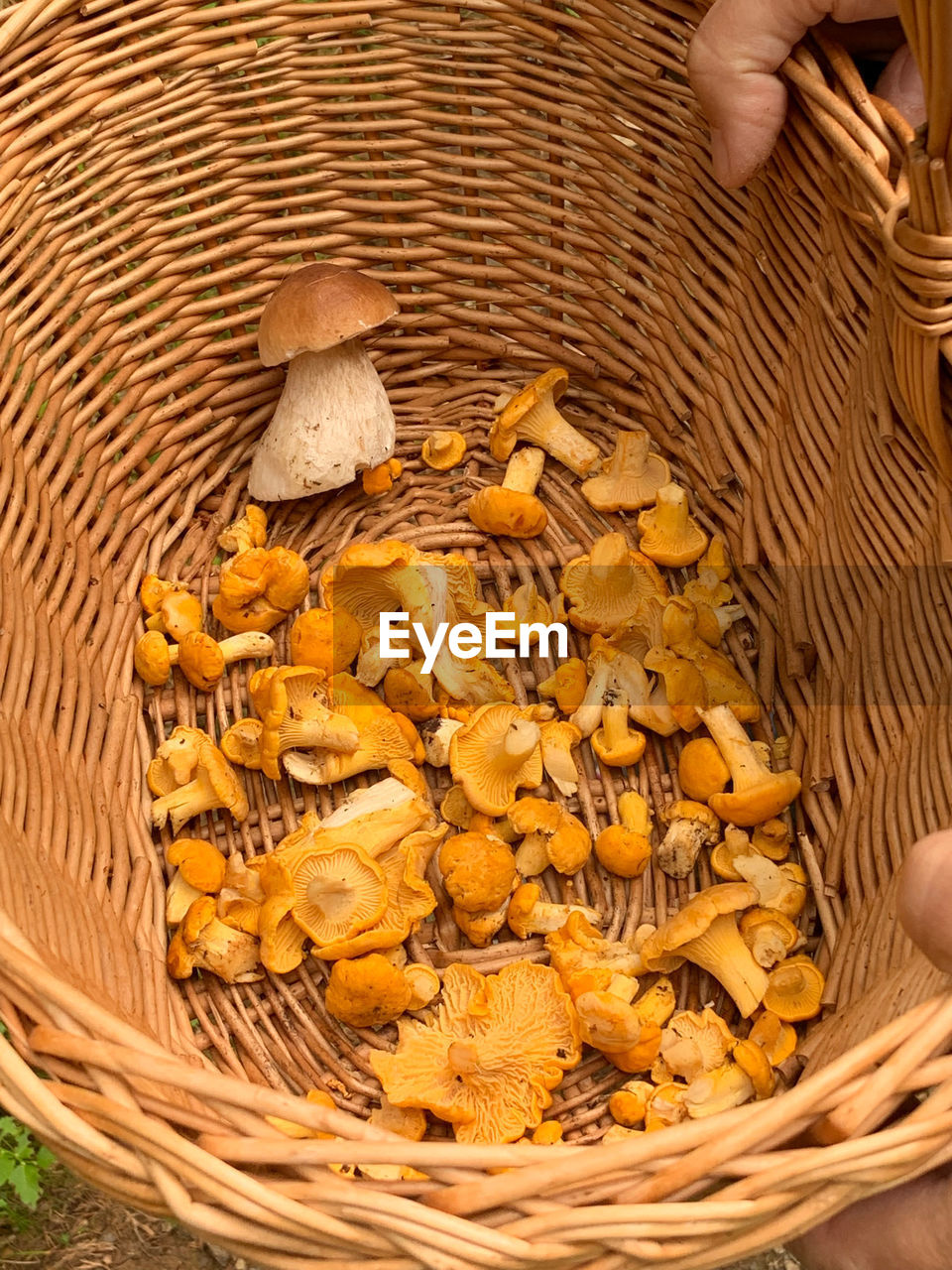 High angle view of mushrooms in basket