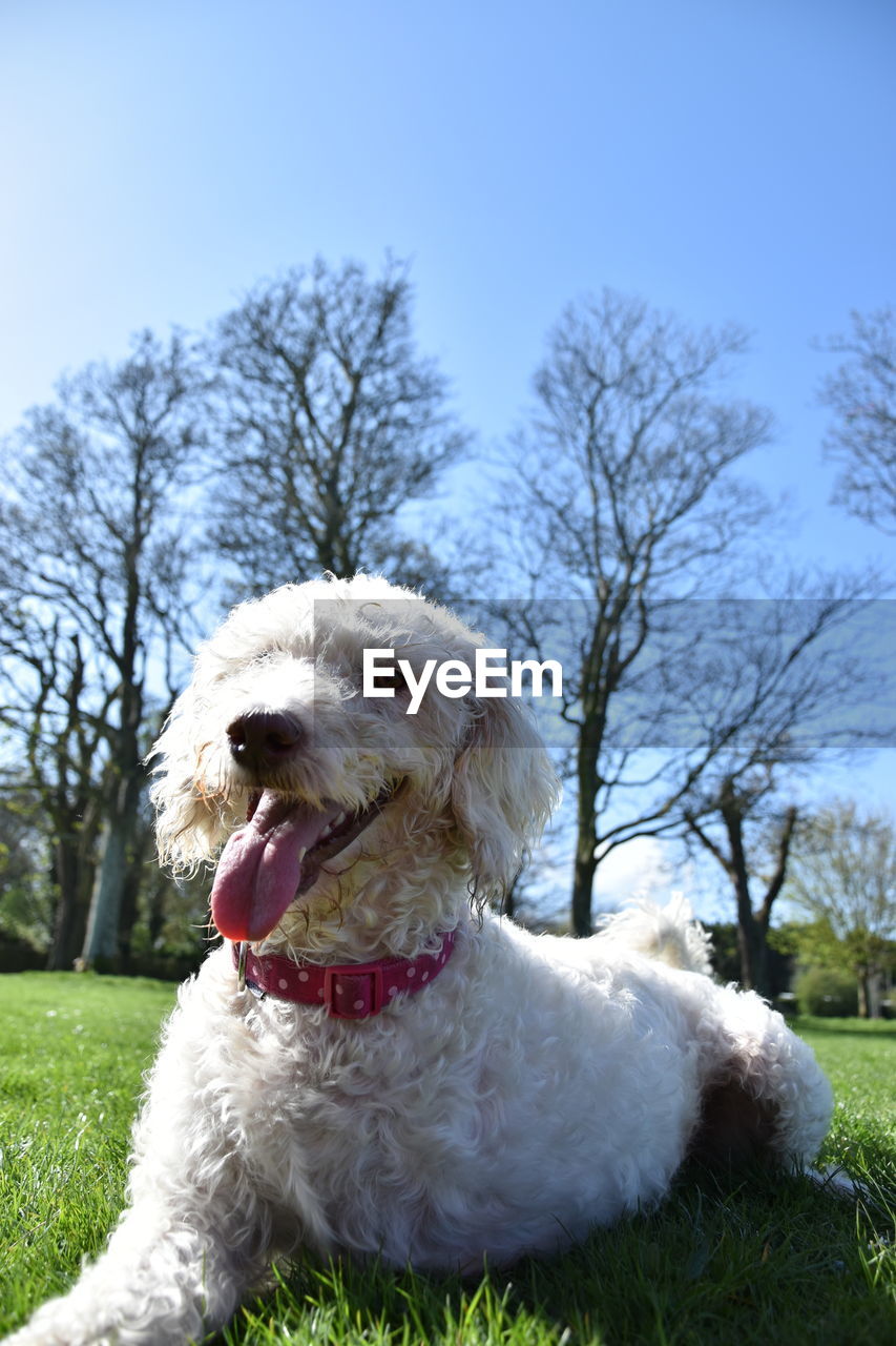 DOG SITTING ON FIELD BY TREE