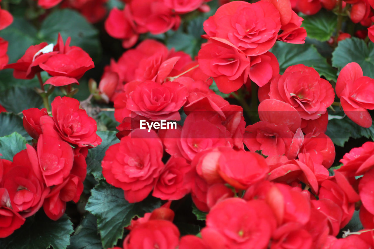 Close up photo of begonia flower