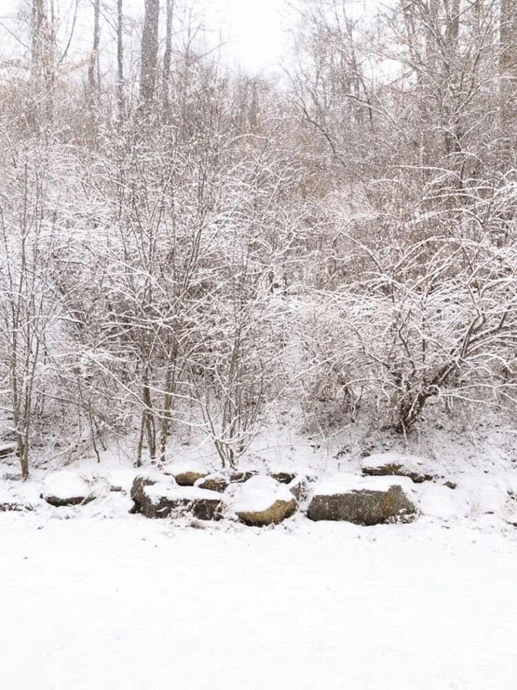 SNOW COVERED TREES IN FOREST