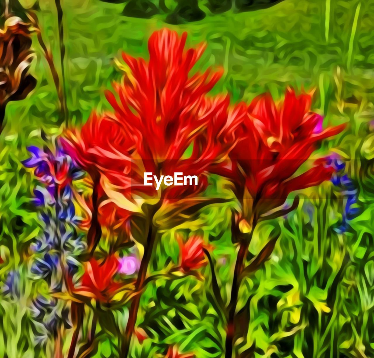 plant, flower, flowering plant, beauty in nature, freshness, growth, close-up, fragility, green, petal, leaf, plant part, nature, flower head, inflorescence, no people, red, multi colored, day, botany, lily, outdoors, grass, vibrant color