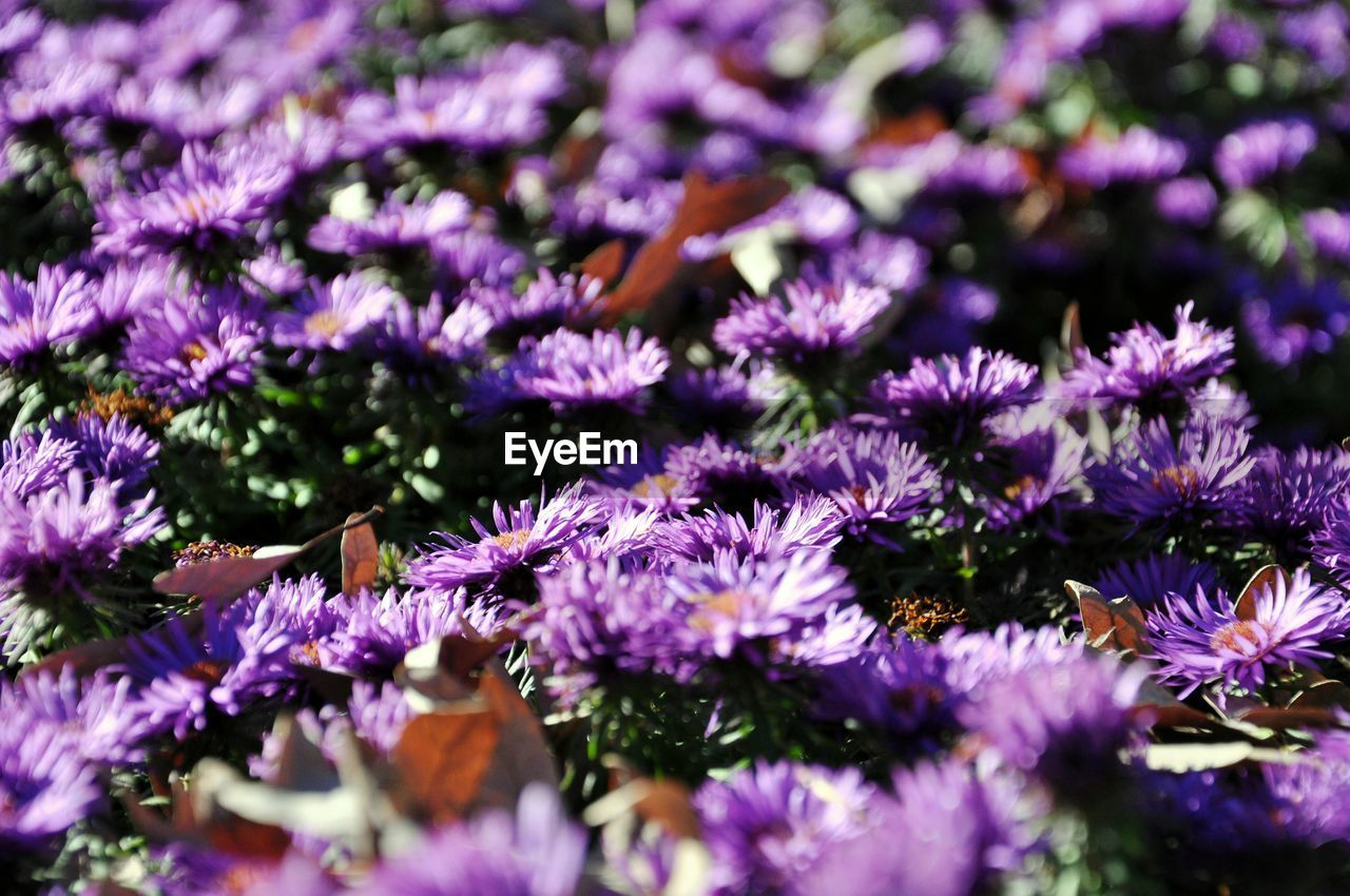 Full frame shot of purple flower