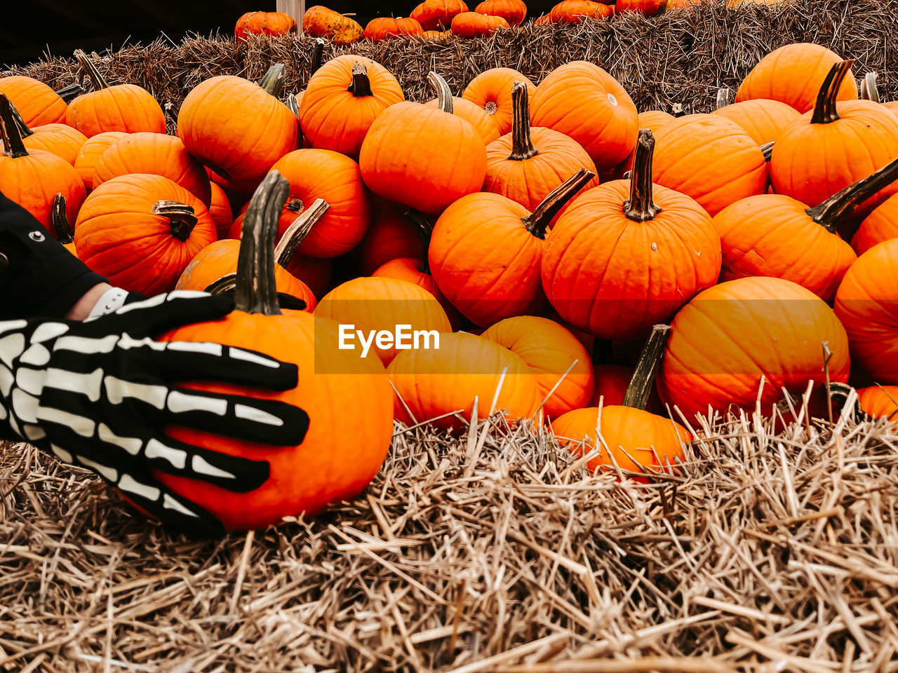 HIGH ANGLE VIEW OF ORANGE PUMPKINS ON HAY