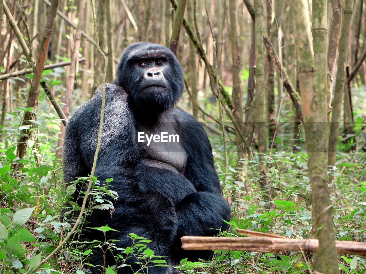 PORTRAIT OF MONKEY SITTING ON A ROCK