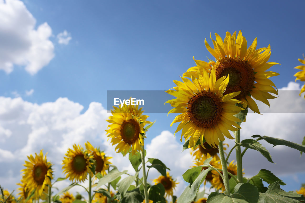 Sunflowers are blooming on a bule sky background and have copy space.