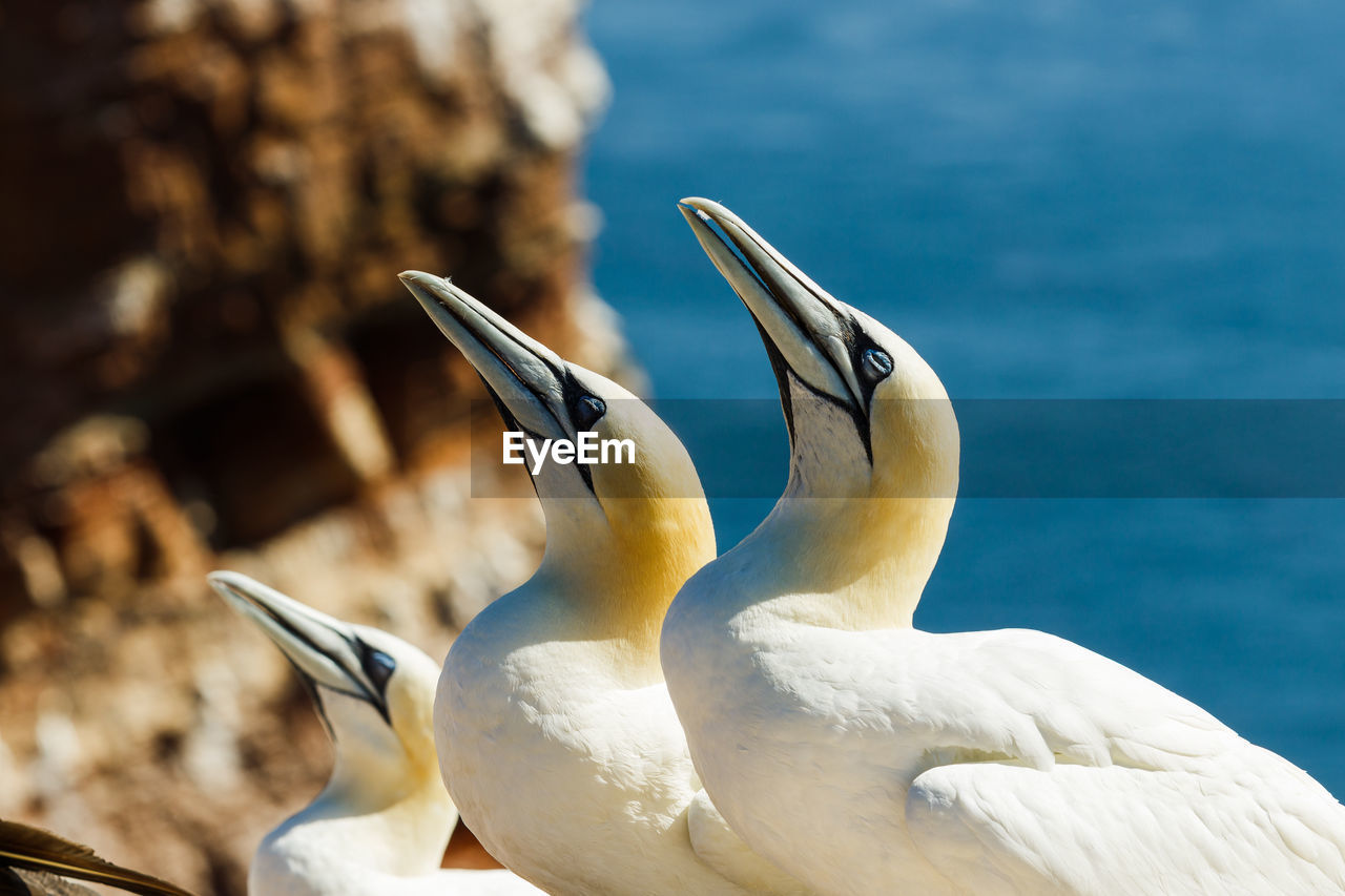 Close-up of gannets looking away against sea