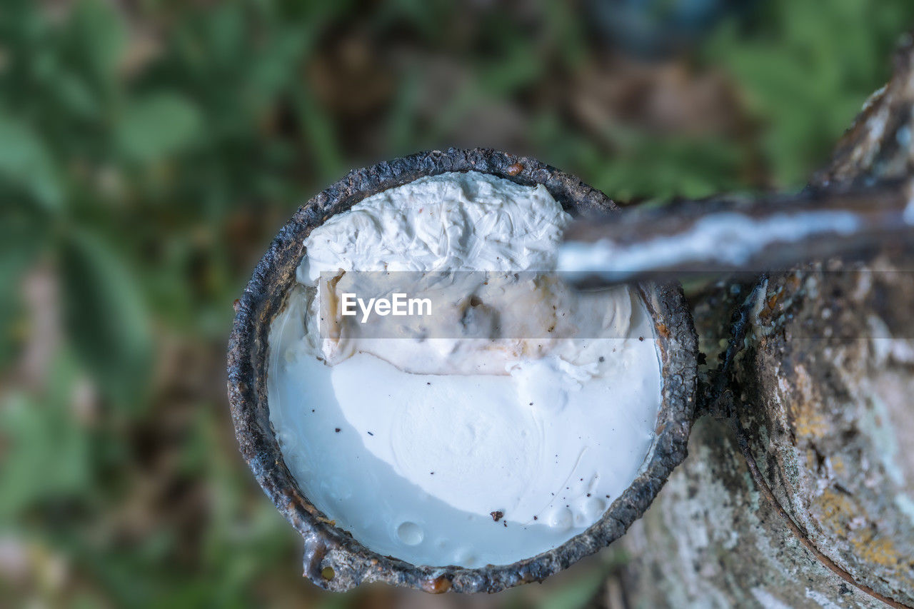 close-up, macro photography, nature, focus on foreground, no people, tree, day, plant, outdoors, leaf, water, land, food and drink, selective focus, branch