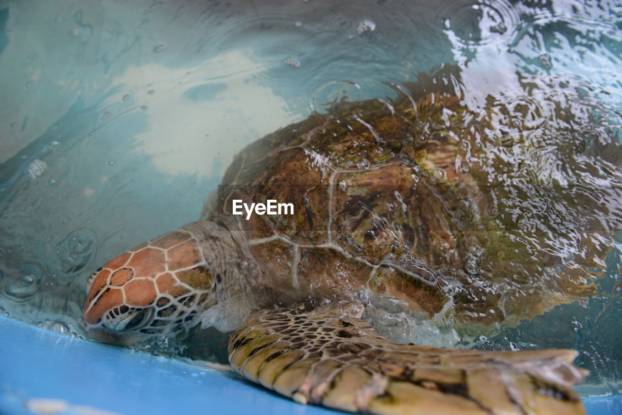 CLOSE-UP OF CRAB IN SEA