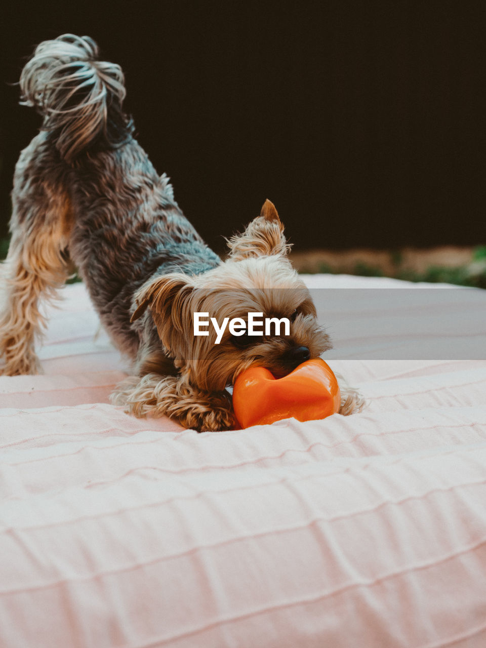 Little yorkshire terrier playing with his toy outdoors