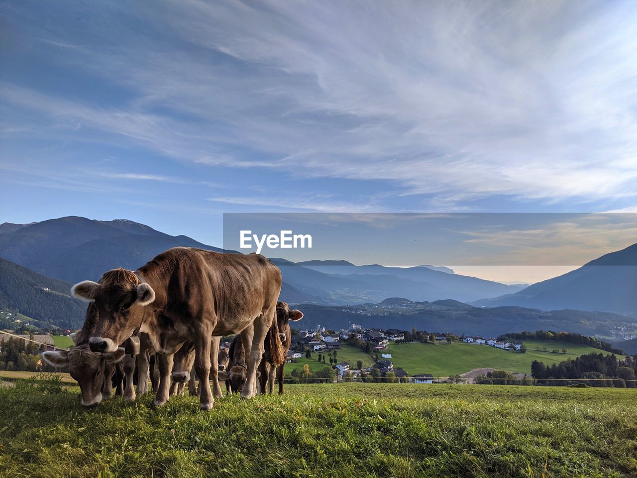 Cattle in a field