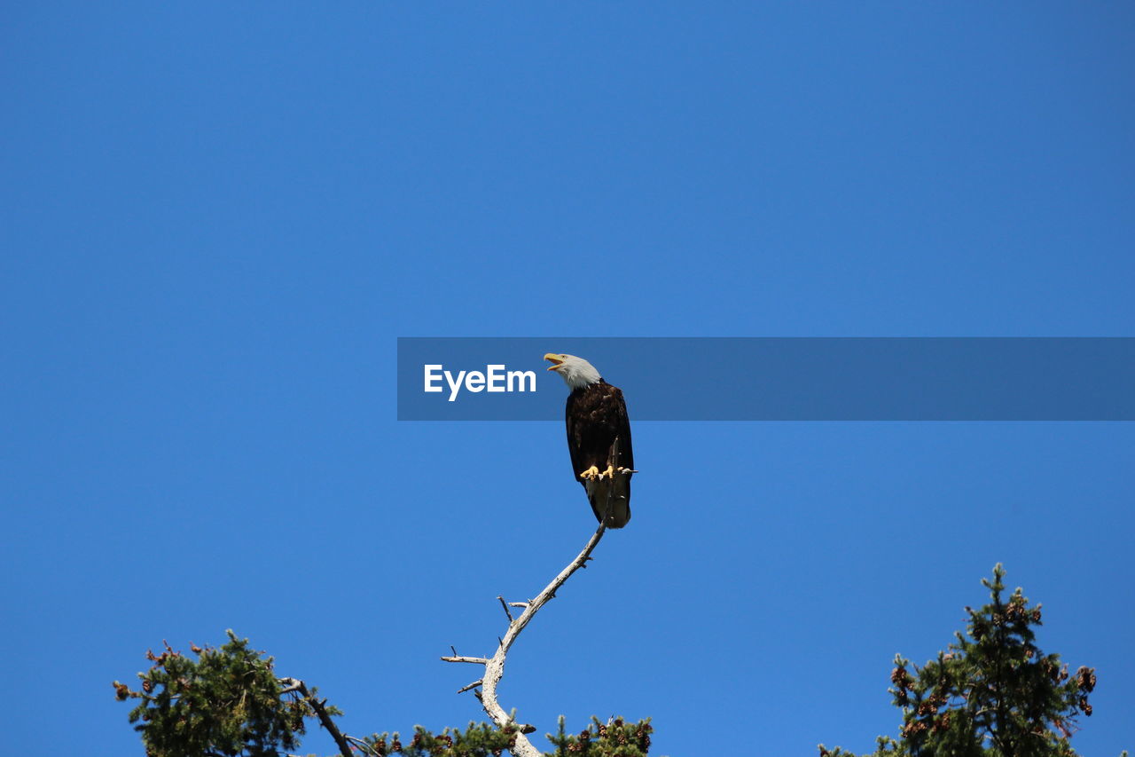 bird, animal wildlife, animal themes, animal, wildlife, tree, sky, blue, one animal, clear sky, plant, nature, bird of prey, perching, no people, low angle view, sunny, copy space, day, outdoors, branch, eagle, bald eagle, animal body part, beauty in nature