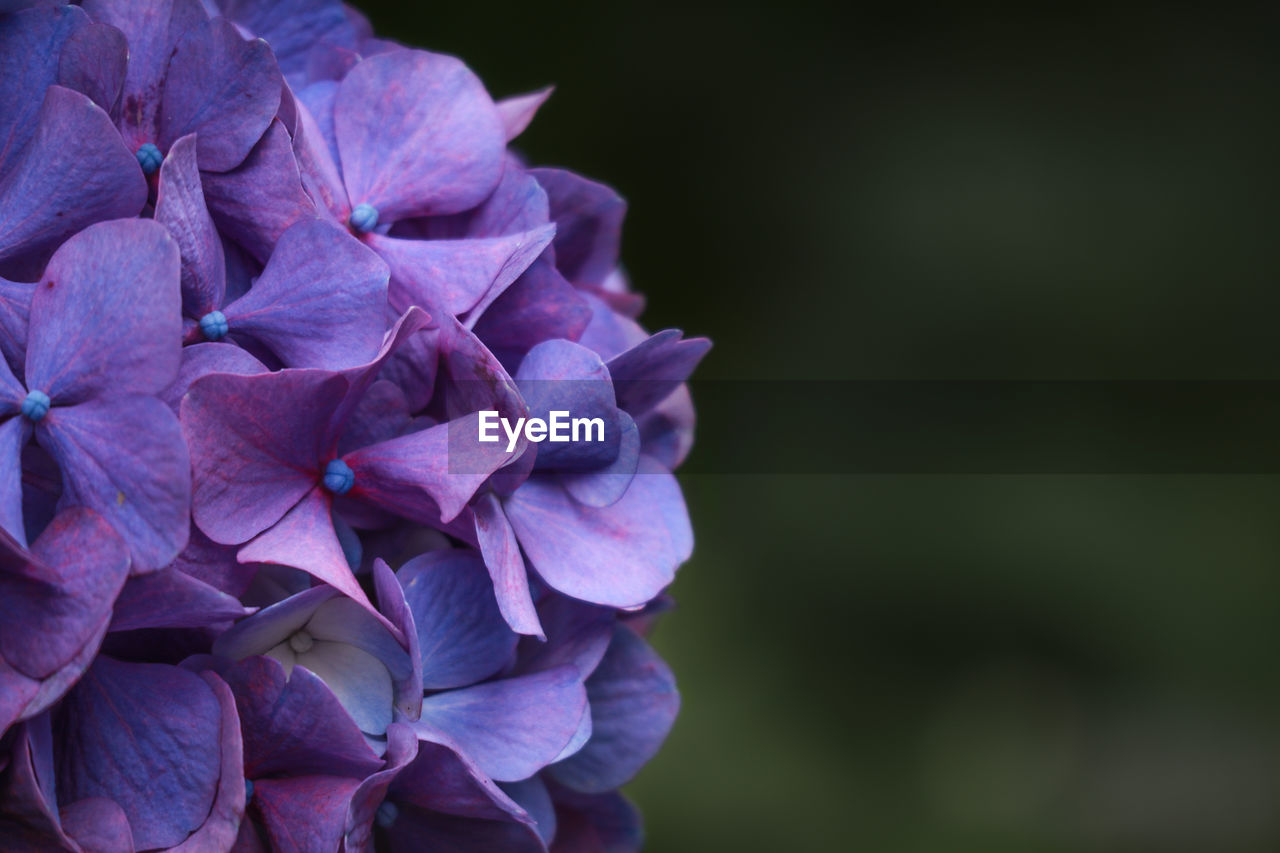 CLOSE-UP OF PURPLE HYDRANGEAS