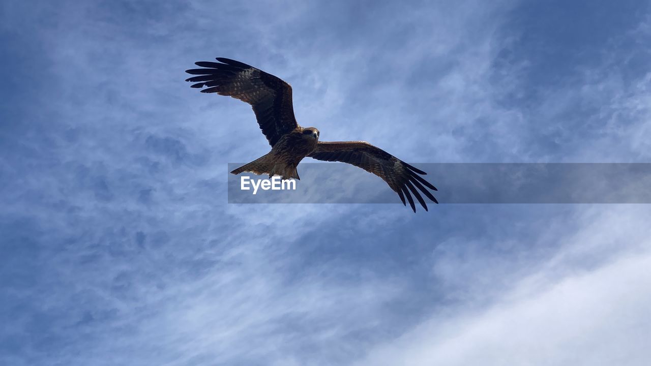 animal themes, animal, bird, animal wildlife, wildlife, flying, one animal, spread wings, sky, animal body part, cloud, bird of prey, eagle, nature, low angle view, mid-air, no people, wing, animal wing, motion, vulture, outdoors, blue, beauty in nature, condor, full length, day, bald eagle