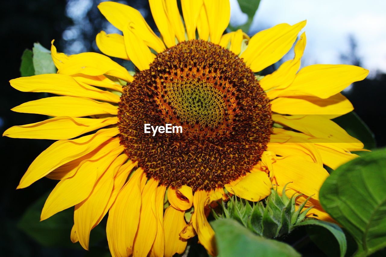 CLOSE-UP OF SUNFLOWER BLOOMING