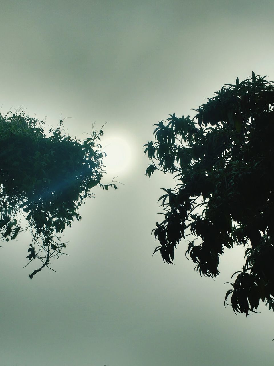 SILHOUETTE TREES AGAINST SKY AT SUNSET