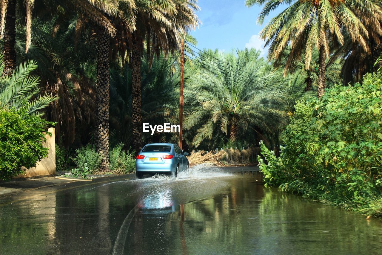 CARS ON PALM TREES BY PLANTS