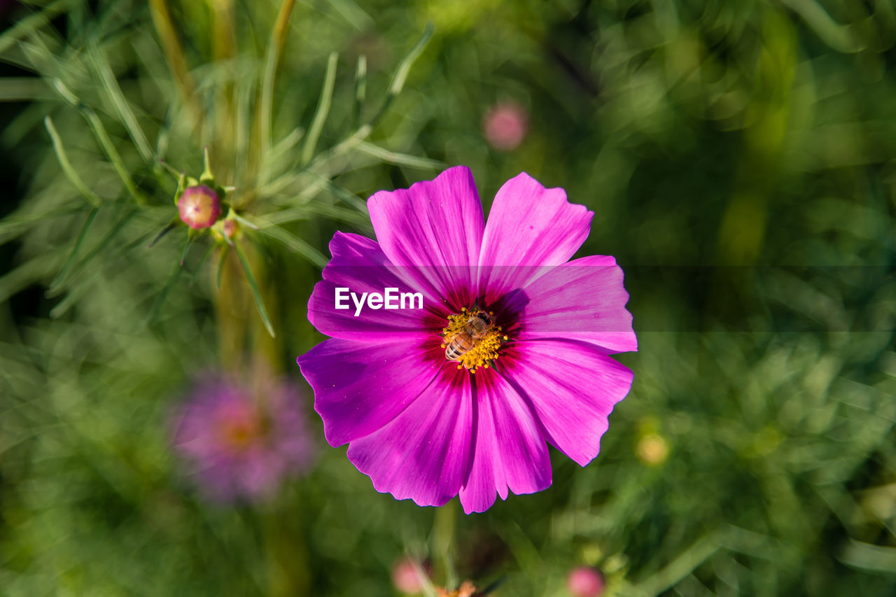 Close-up of pink cosmos flower blooming outdoors