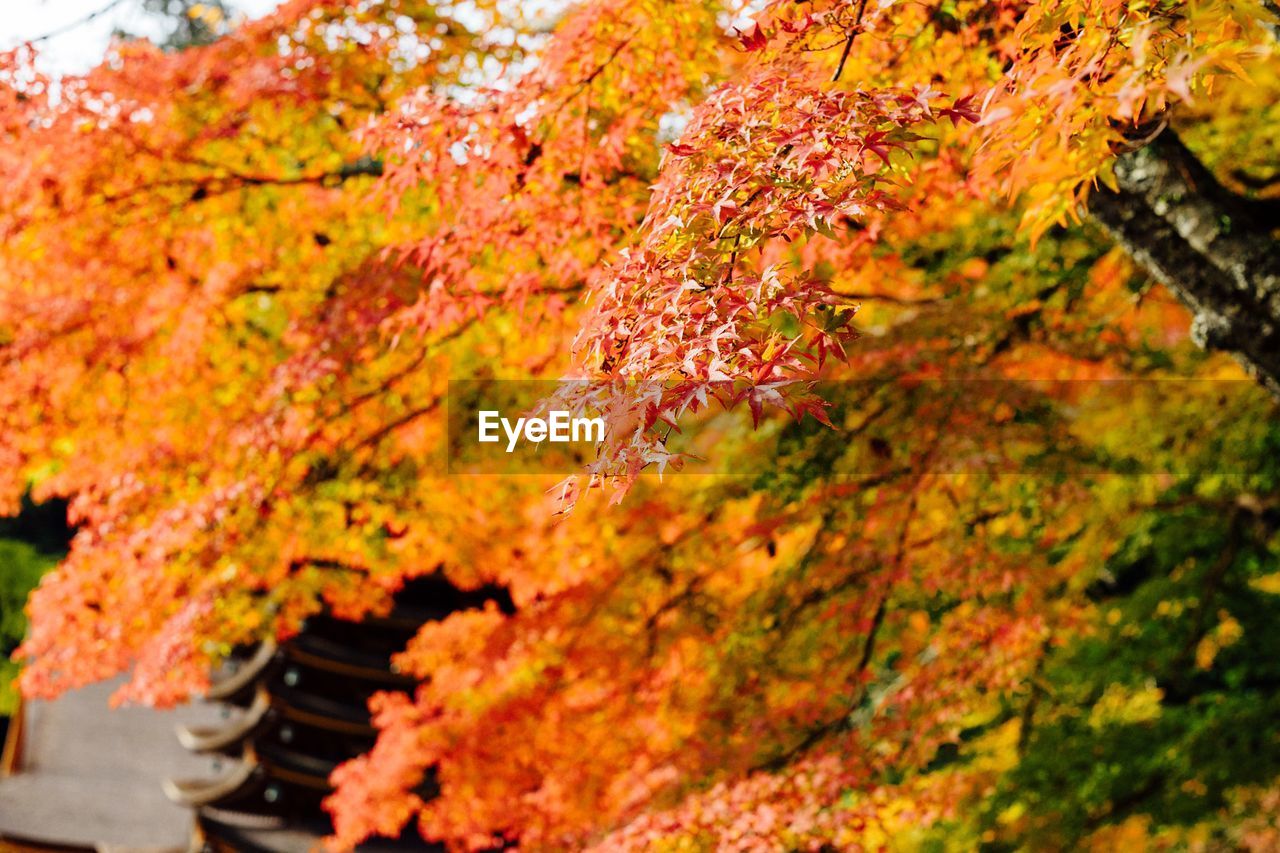 Low angle view of trees during autumn