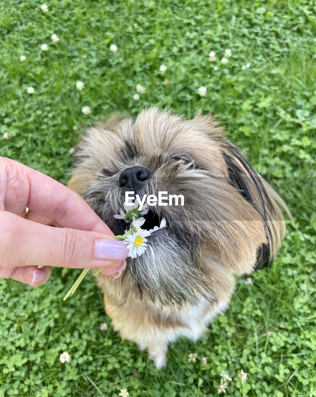 Close-up of hand holding small dog