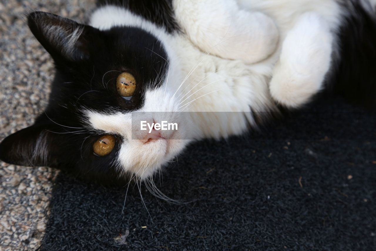 CLOSE-UP PORTRAIT OF BLACK CAT ON FLOOR