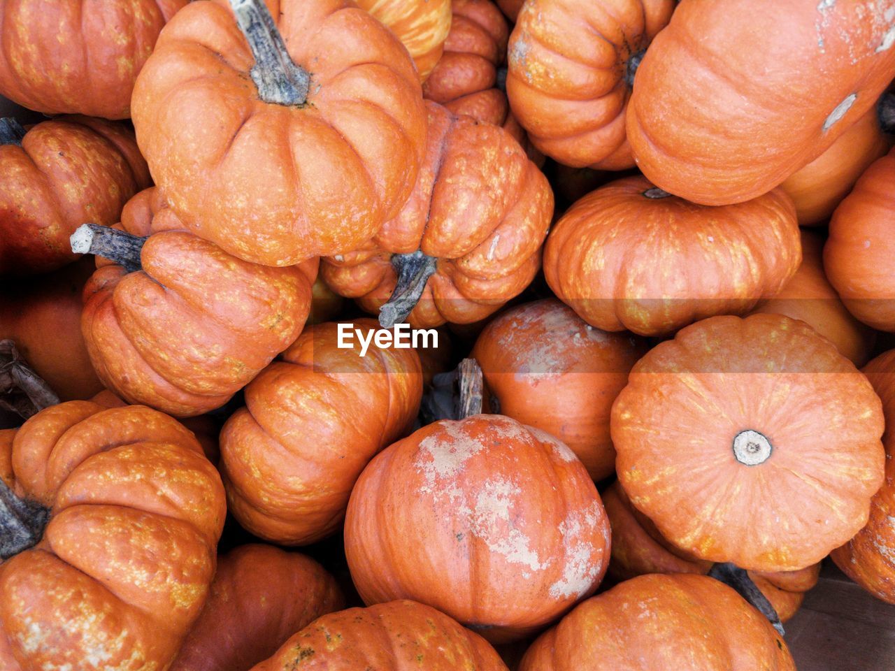 Full frame shot of pumpkins