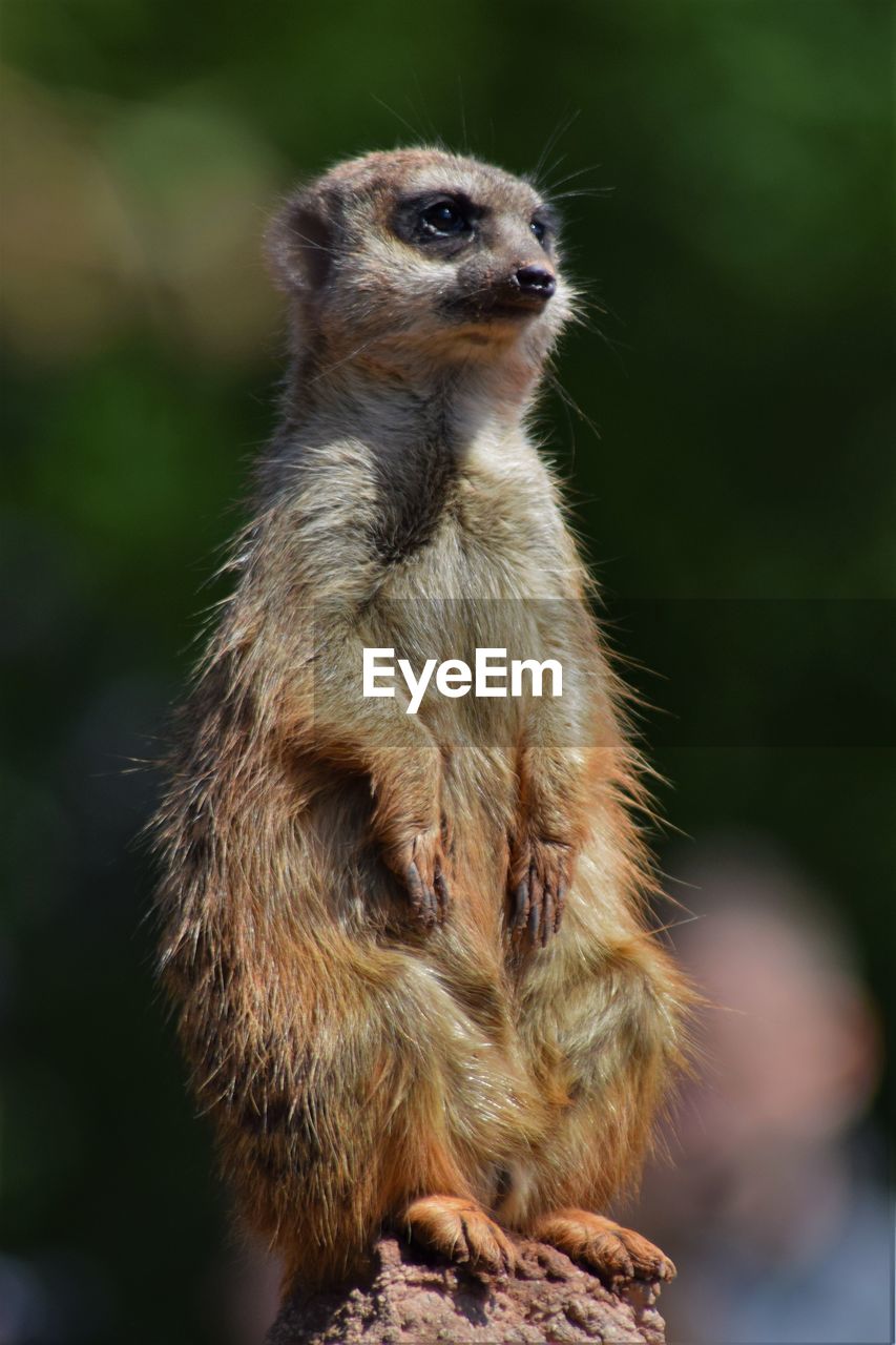 Close-up of meerkat standing on rock