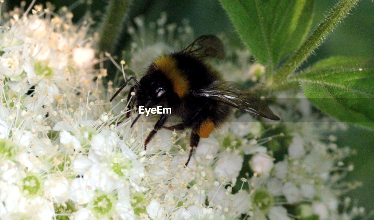 CLOSE-UP OF HONEY BEE POLLINATING FLOWER