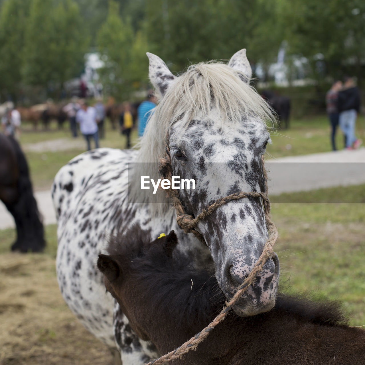 Appaloosa mare and foal in a village