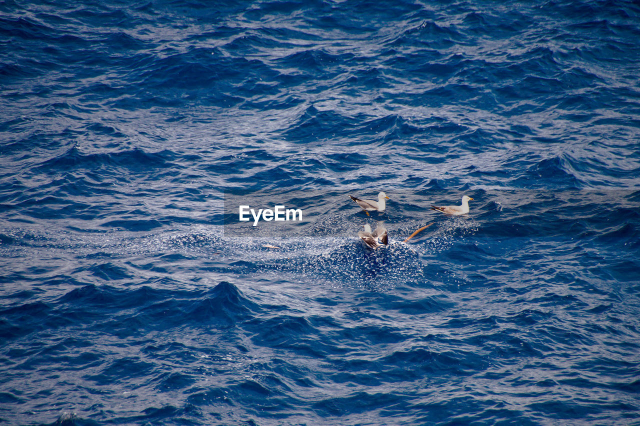 HIGH ANGLE VIEW OF A BIRD SWIMMING IN SEA