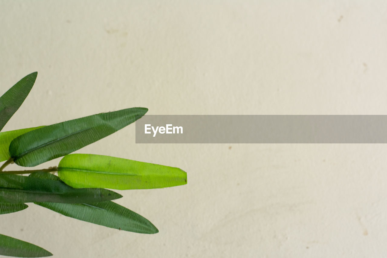 CLOSE-UP OF GREEN PLANT AGAINST WALL