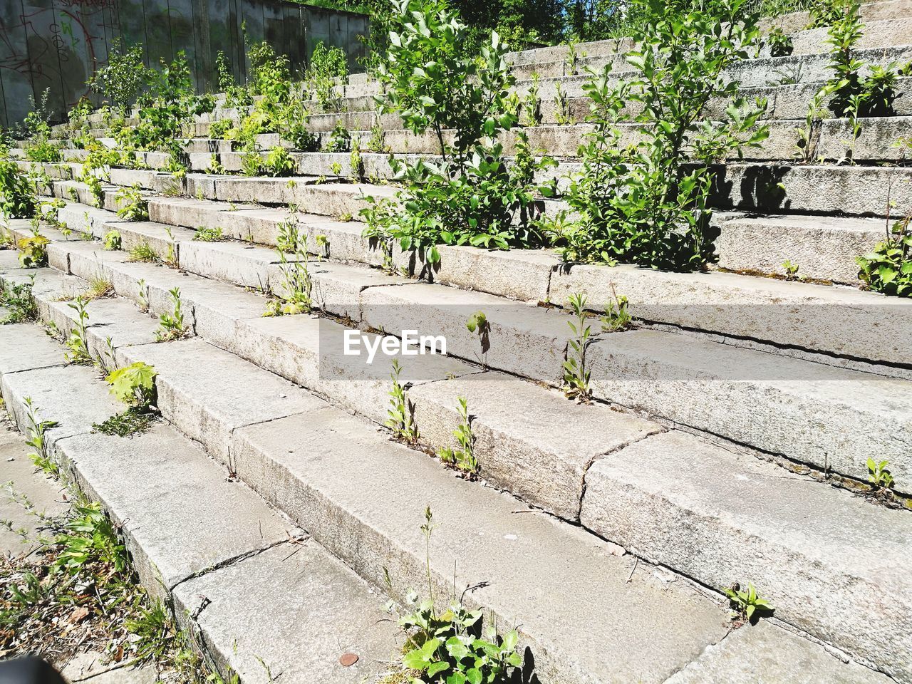 PLANTS GROWING ON STEPS AGAINST WALL