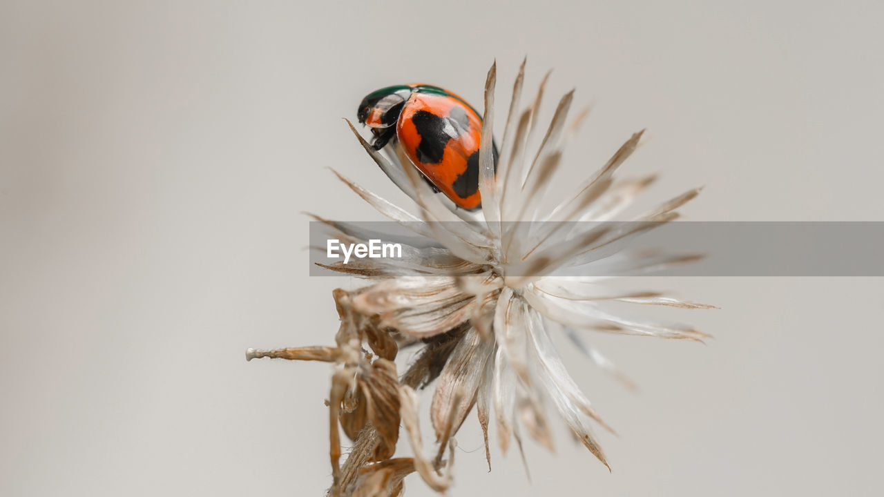 insect, animal, animal themes, close-up, macro photography, nature, flower, animal wildlife, plant, beauty in nature, no people, one animal, flowering plant, branch, fragility, ladybug, leaf, beetle, macro, wildlife, studio shot, outdoors, fly, copy space, focus on foreground, freshness