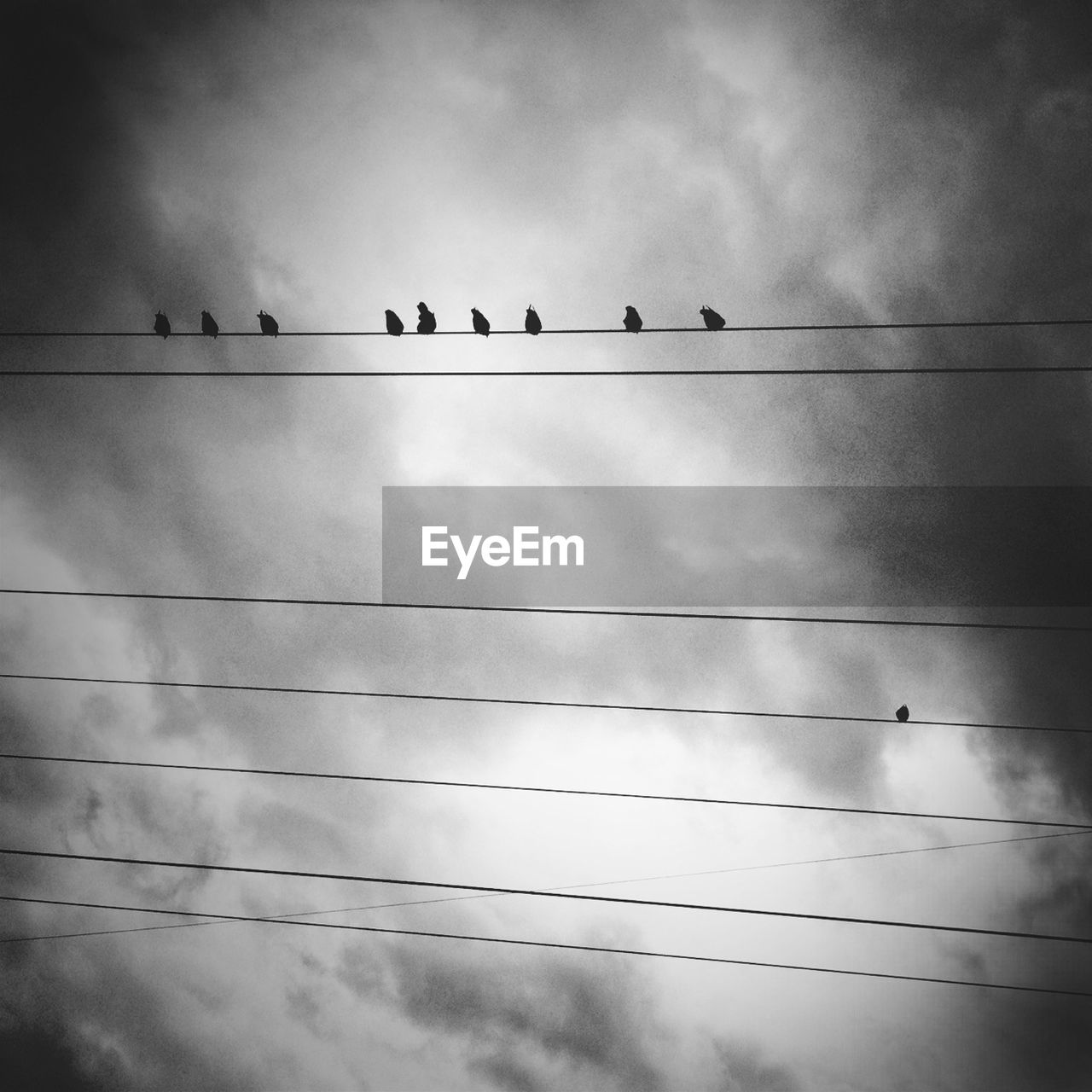 Low angle view of birds on power line